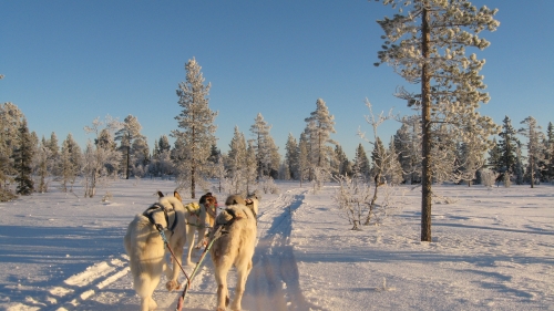 Husky’s scandinavie Husky’s