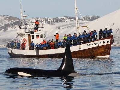 Orkas en Walvissen Excursie Olafsvik