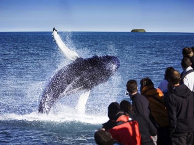 Whale Watching Husavik walvissen