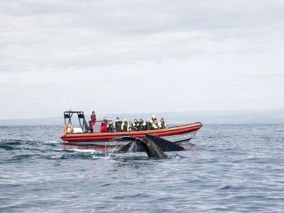 Whale Watchting Rib Boat Husavik