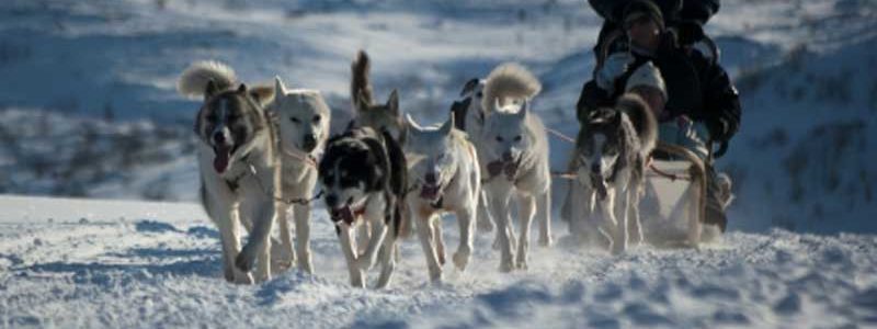 Huskysafari bij BBI Travel