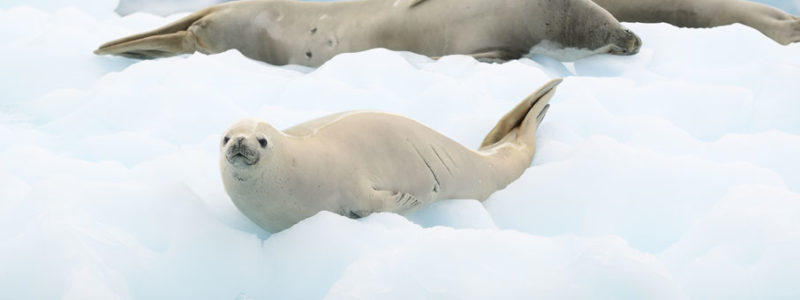 Zeehonden en zeeluipaarden in Antarctica