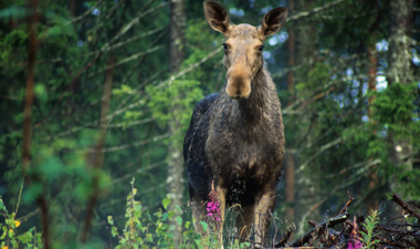 Eland