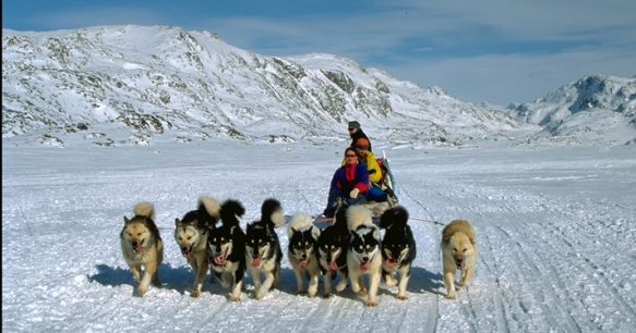 Groenland Huskies