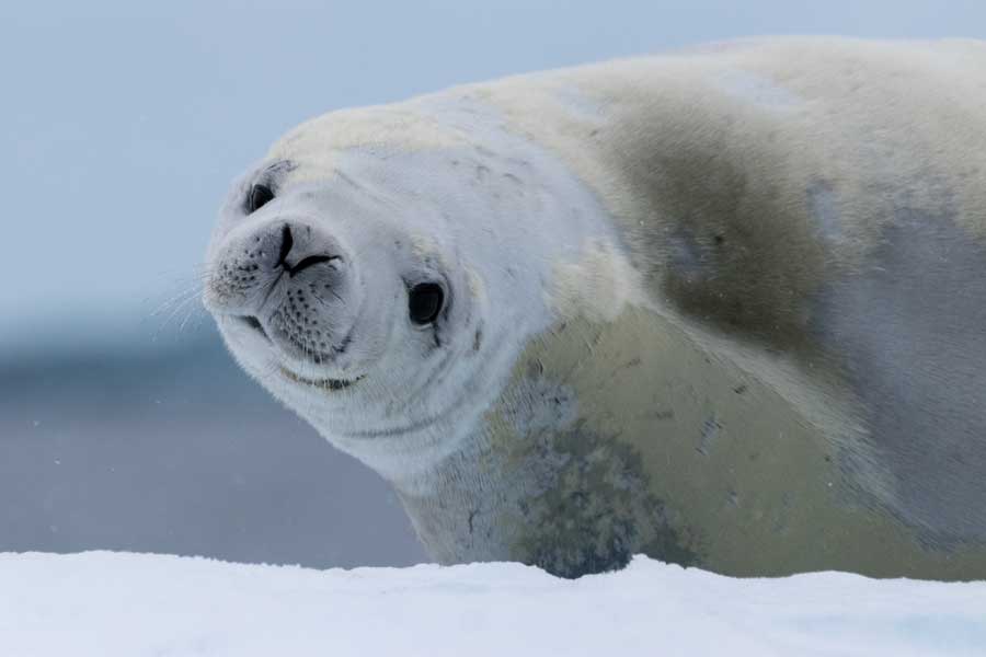 zeehonden danco island