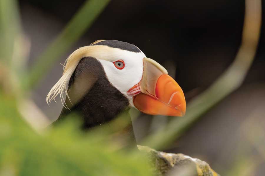 Kuifpapegaaiduiker, St. Paul Alaska