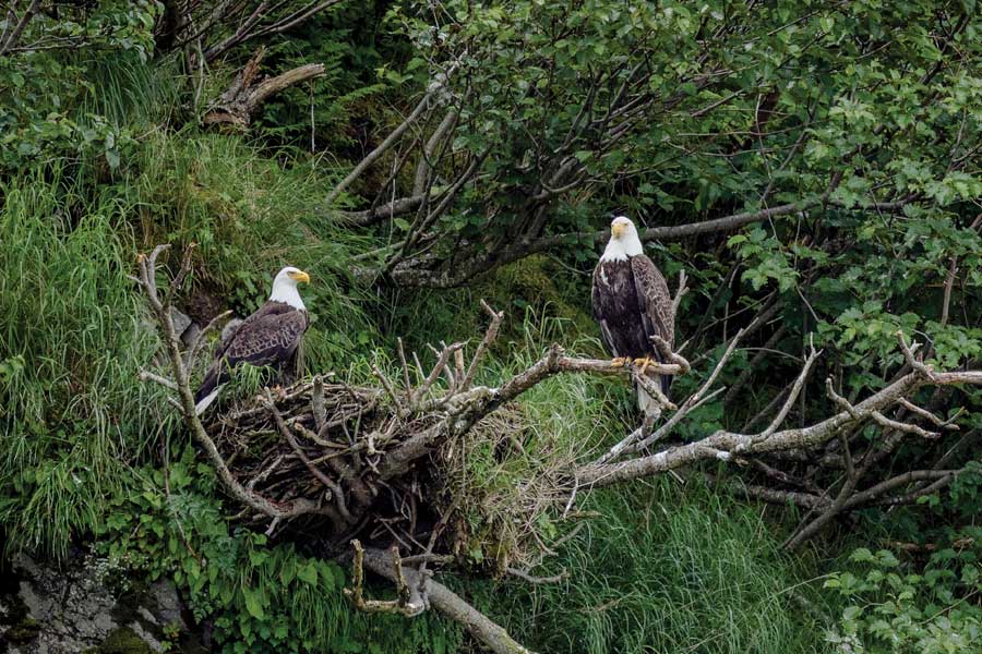 Geographic Harbour Alaska, nestende zeearenden