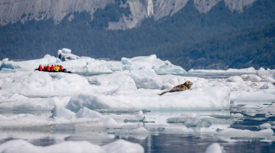 Pelsrobben tijdens een expeditieboottocht door Icy Bay, Alaska