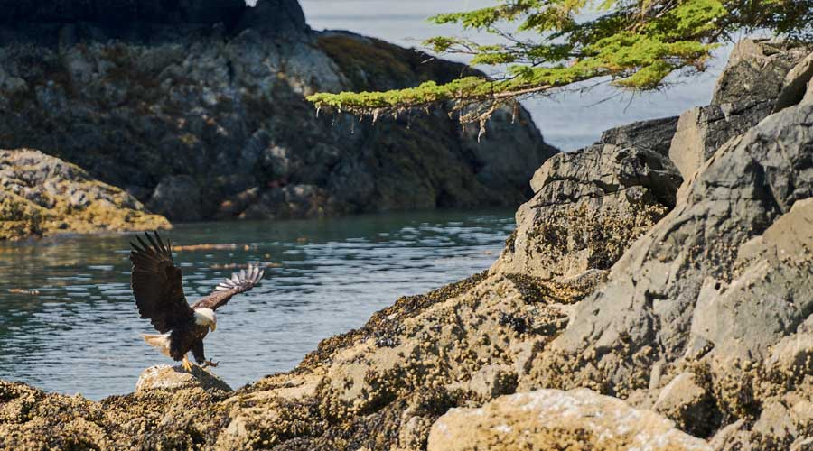 Zeearend of Bald Eagle in Sitka Alaska