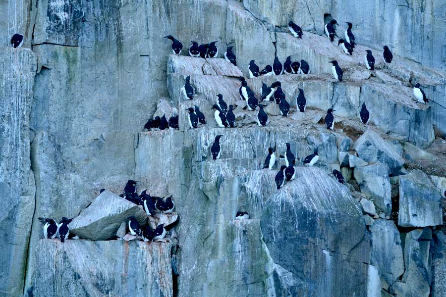 Alkefjellet, een vogelaars paradijs