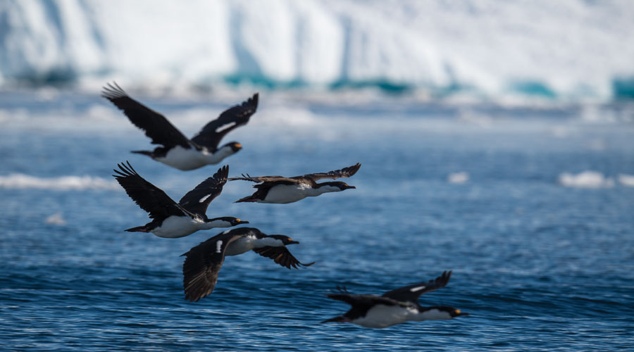 Blauwogige Aalscholvers bij Cuverville Island Antarctica Blauwogige Aalscholvers bij Cuverville Island Antarctica