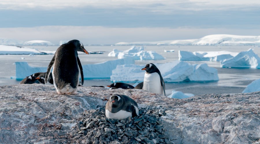 Gentoo pinguins op Cuverville Island op Antarctica