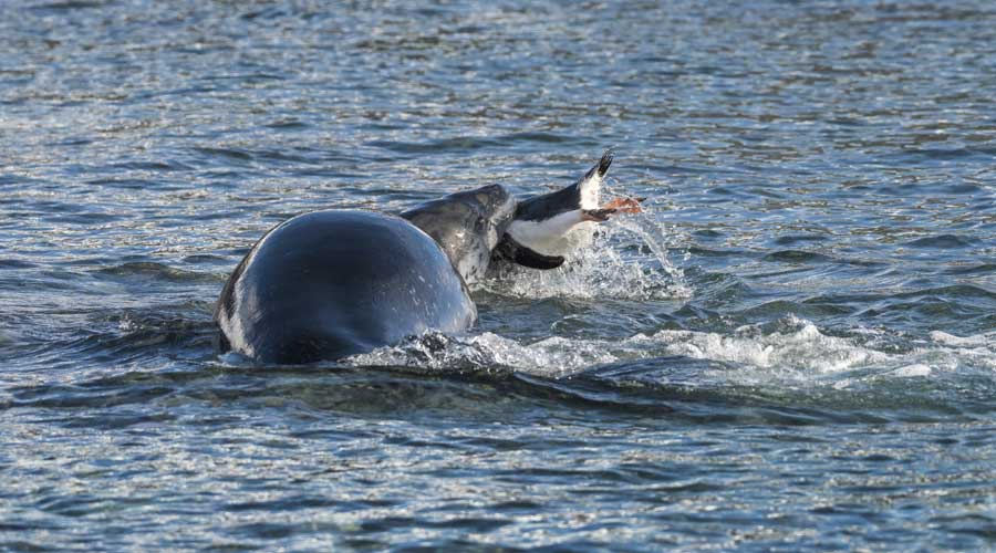 Zeeluipaard jaagt een pinguin, bij Cuverville Island Antarctica Zeeluipaard jaagt een pinguin, bij Cuverville Island Antarctica