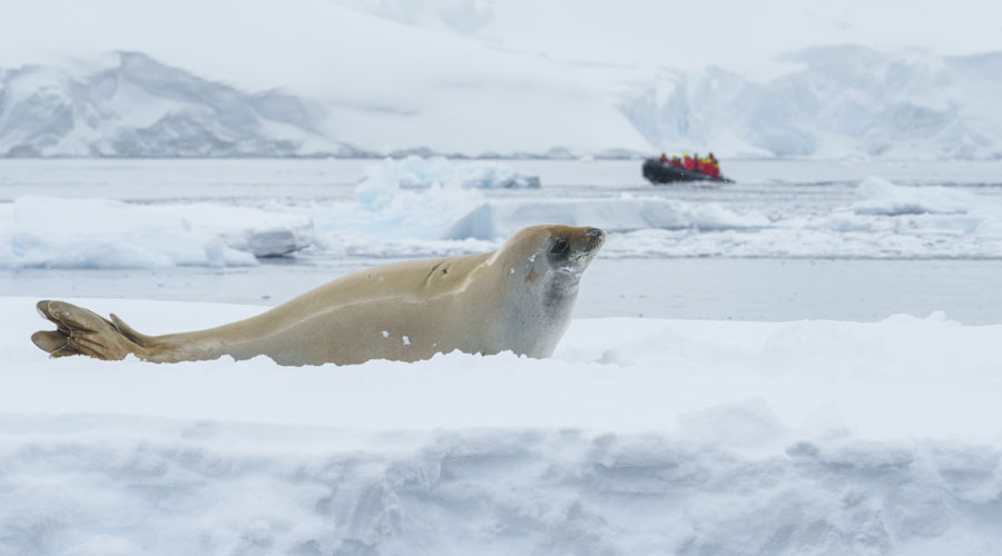 Zeehond op ijsschots bij Cuverville Island Antarctica