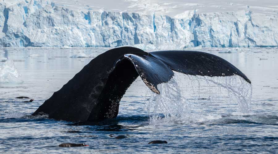 Grote walvisstaart bij Danco Island Antarctica