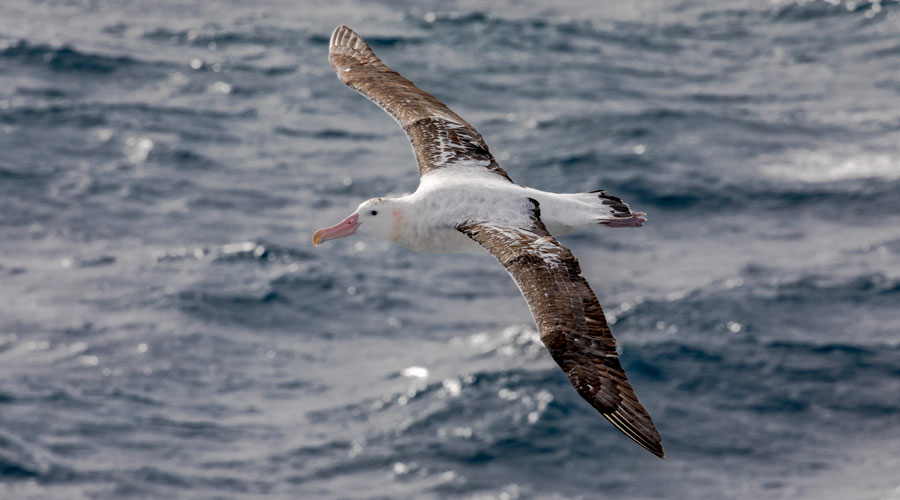 Een reusachtige Albatros op Drake Passge onderweg naar Antarctica
