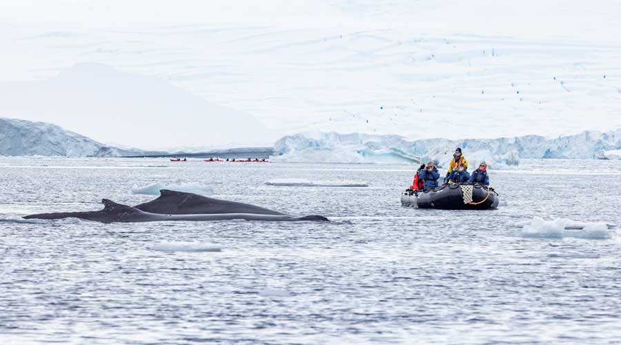 Bultrugwalvissen van dichtbij in Fournier Bay Antarctica Bultrugwalvissen van dichtbij in Fournier Bay Antarctica