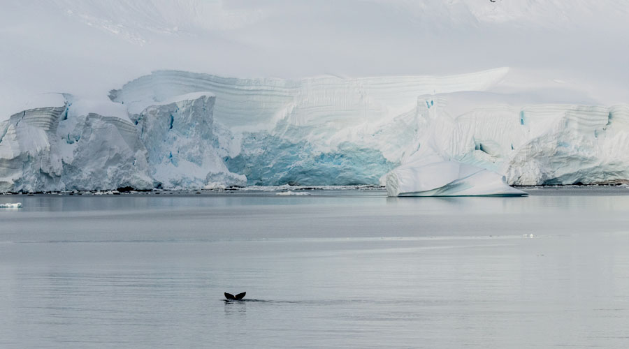 Walvissen in de Gerlache Straat op Antarctica