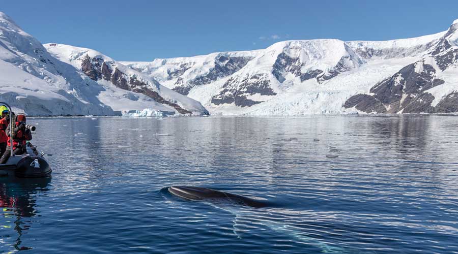 Minke Whale of dwergvinvis van dichtbij in Neko Harbour Antarctica Minke Whale of dwergvinvis van dichtbij in Neko Harbour Antarctica