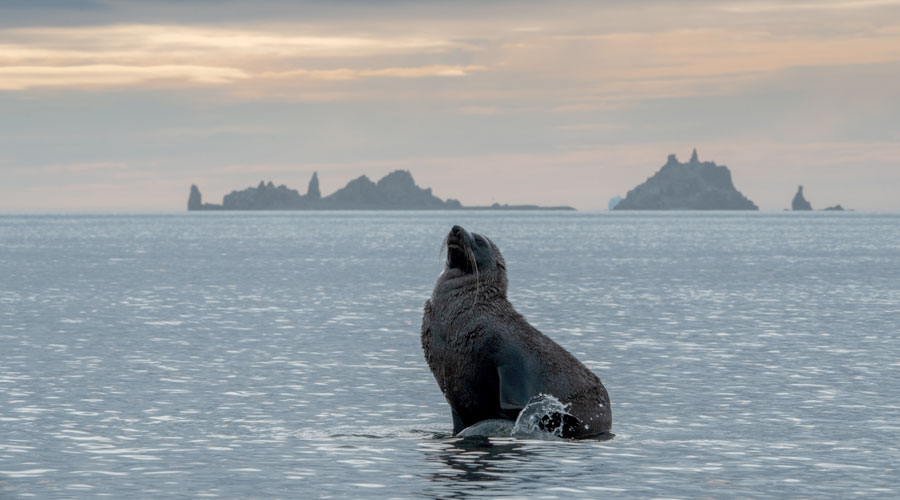 Zeehond op Halfmoon Island op de South Shetlands Antarctica