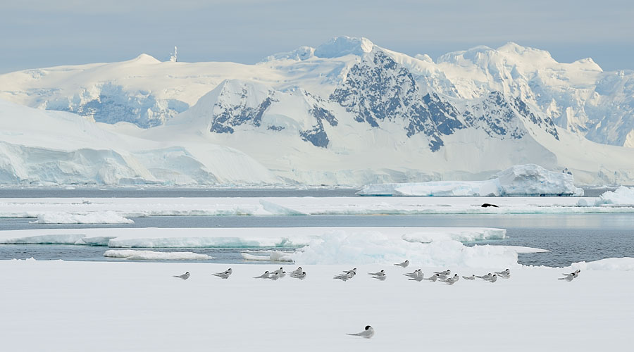 Noordse sterns in Wilhelmina Bay op Antarctica