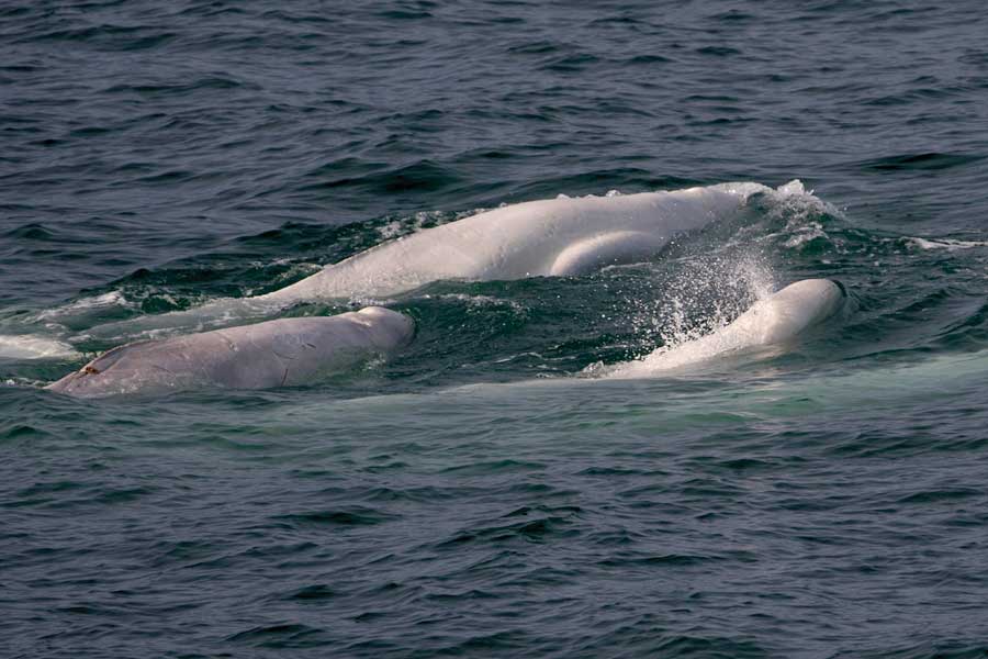 Beloega walvissen in Bellsundet op Spitsbergen