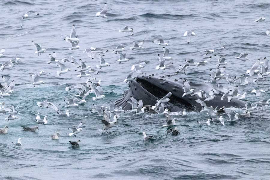 Bultrugwalvis bij Edgeoya Spitsbergen