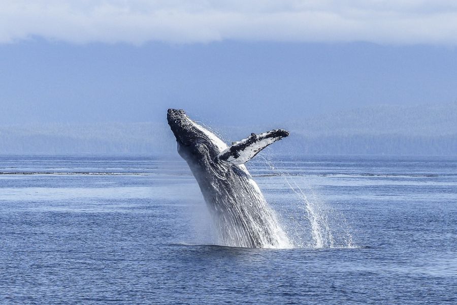 Bultrug walvis aan de kust van Canada.