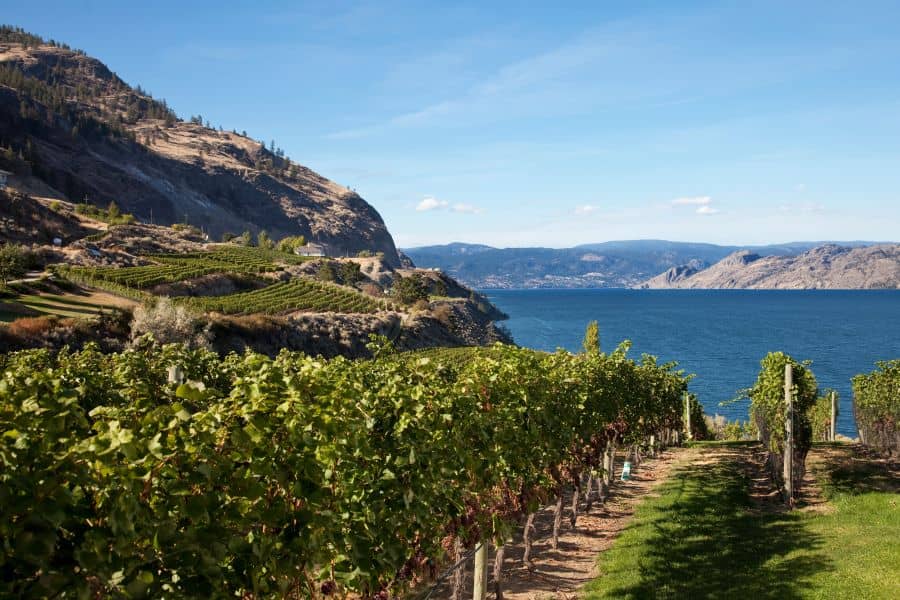 Wijngaard aan Okanagan Lake in British Columbia in Canada.