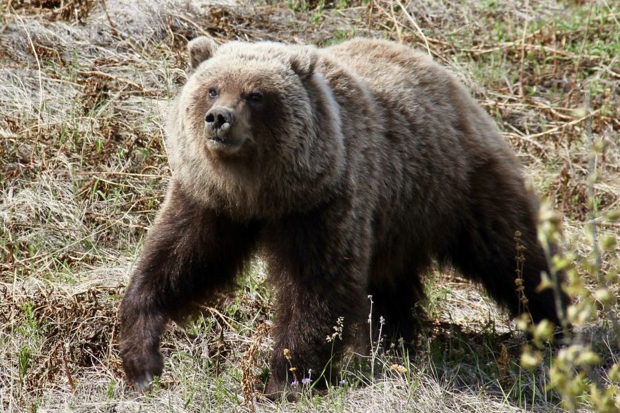 Grizzly beer in de wildernis in Canada.
