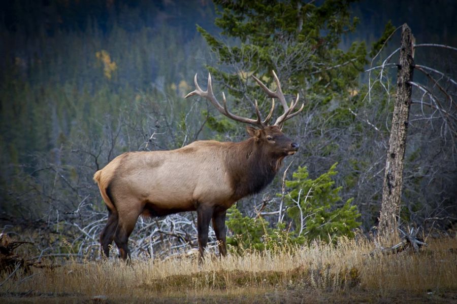Elk in de wildernis in Canada.