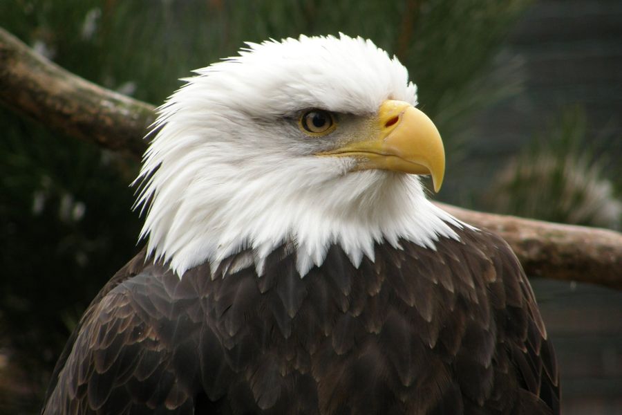 Close-up foto van een adelaar in Canada.