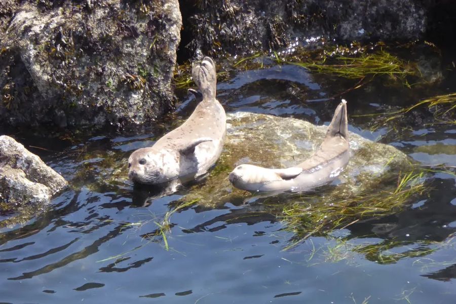 Zeehonden bij Vancouver Island tijdens een groepsrondreis door Canada