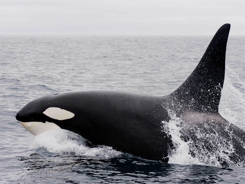 Orca