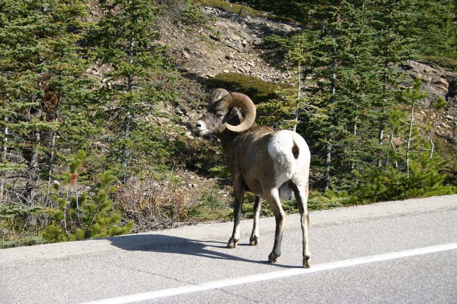 Bok op de weg tijdens een busrondreis door Alberta en British Columbia in West-Canada