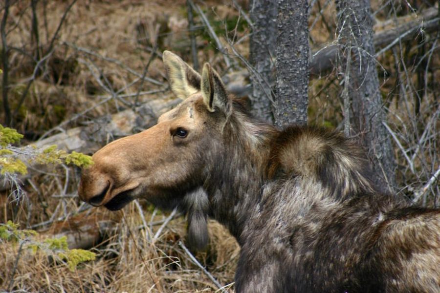 Eland in de wildernis in West-Canada tijdens een busrondreis
