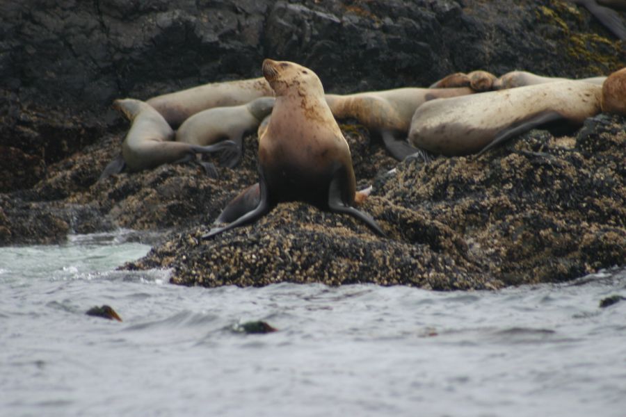 Zeehonden aan de kust van Vancouver Island in British Columbia in Canada