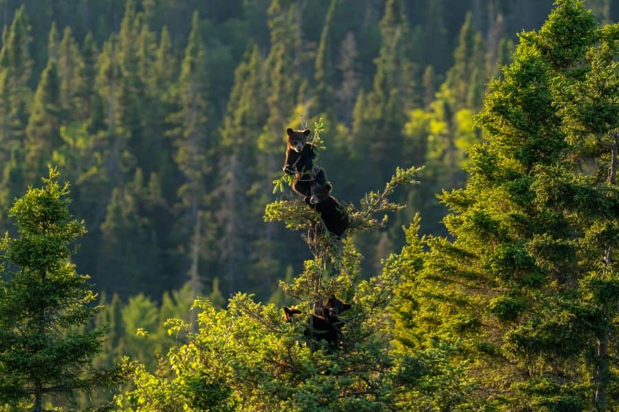 Kleine zwarte beren in een boom in Canada.