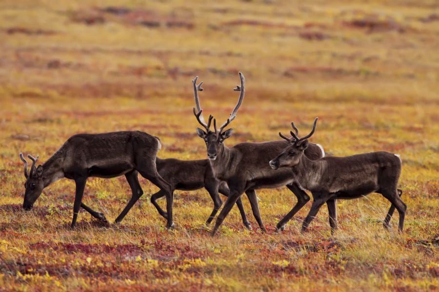 Caribou rendieren nabij Dempster Highway in de Yukon in Canada.