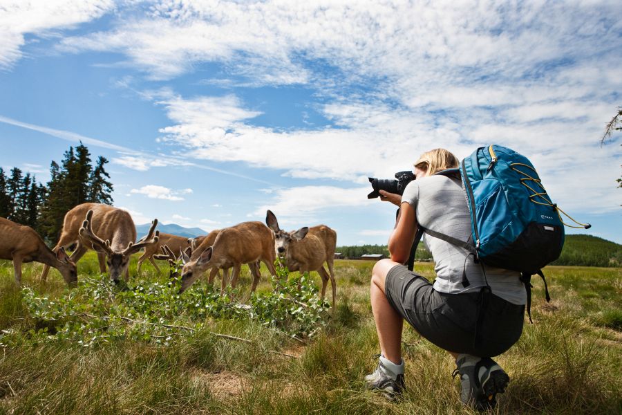 Vrouw fotografeerd herten in Yukon in Noord-Canada