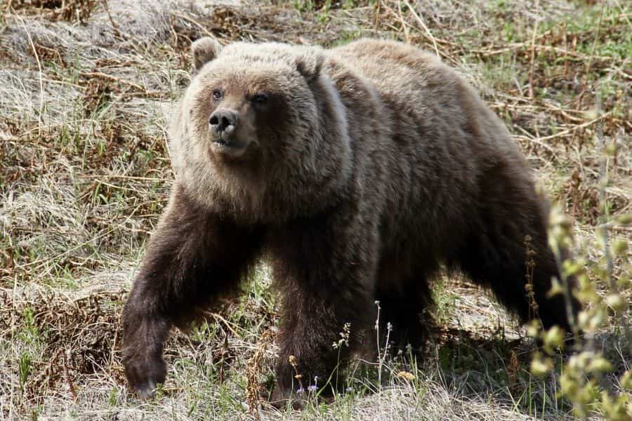 Grizzly beer in de wildernis van de Yukon in Canada.