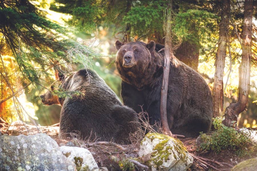 Twee grizzly beren in de wildernis van Canada.