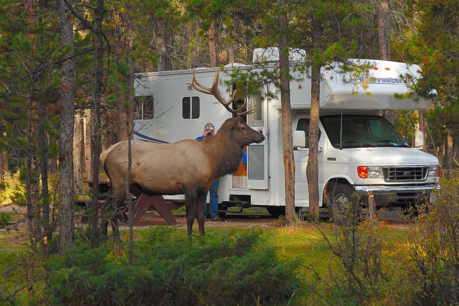 Camper van Fraserway met een hert ernaast in het bos in Canada.