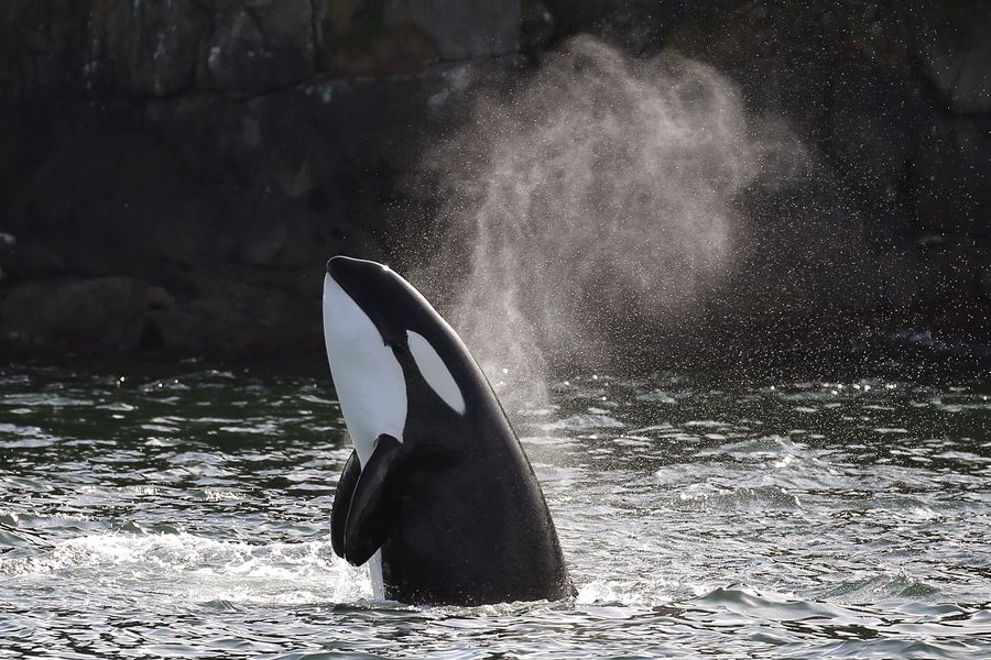 Canada excursie Whale Watching Vancouver