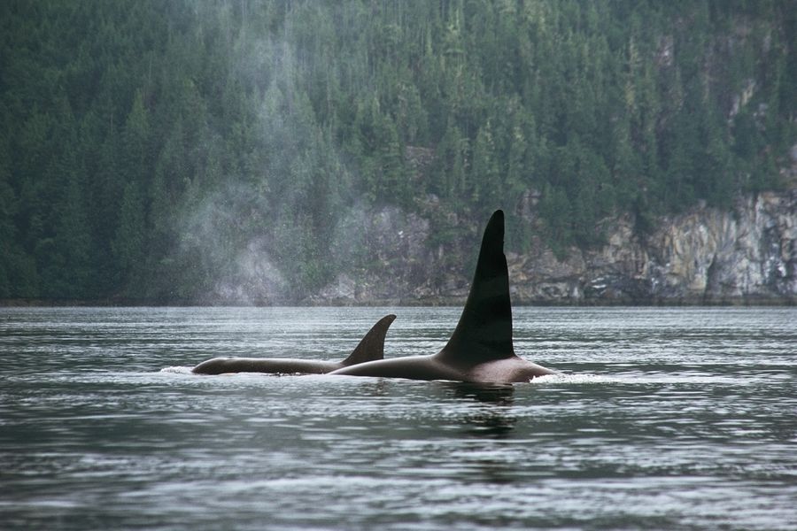 Canada excursie Whale Watching Vancouver