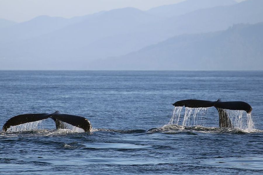 Canada excursie Whale Watching Vancouver