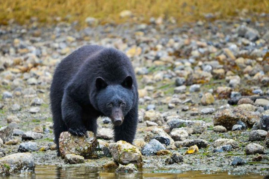 Vakantie Coastal Bear Watch vanuit Tofino in Diversen (Canada, Canada)