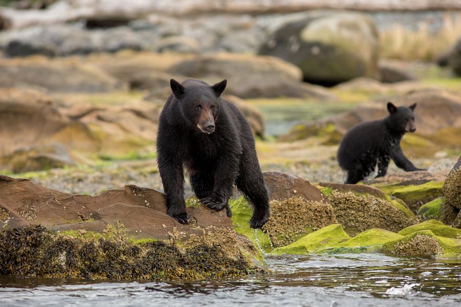 Twee zwarte beren aan de kust van Vancouver Island in Canada tijdens een wildlife tocht.