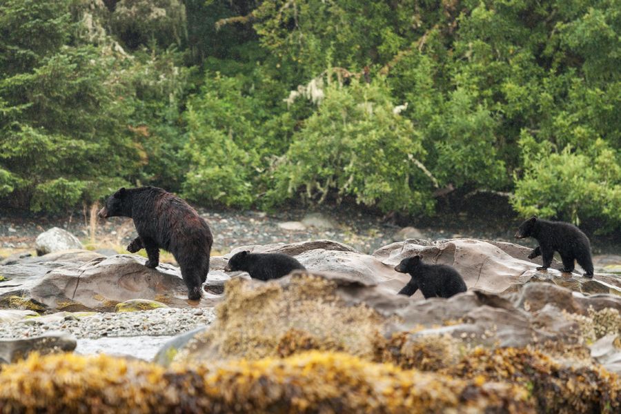 Vier zwarte beren aan de Sunshine Coast in British Columbia tijdens een wildlife tocht.