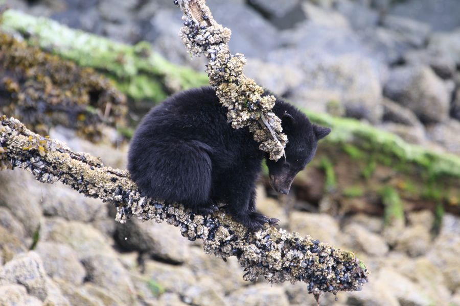 Zwarte beer aan de kust van British Columbia tijdens een wildlife tocht.